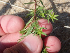 Lechea intermedia intermedia