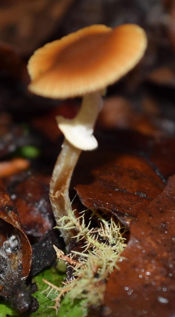 Pholiotina gracilenta · April 2025 · photo: © davidwhyte (iNaturalist, cc-by-sa)