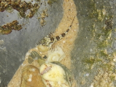 Lepidoblennius haplodactylus