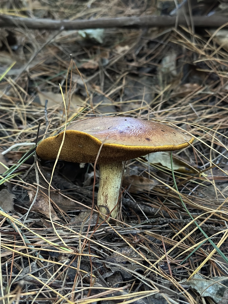 Suillus granulatus · April 2025 · photo: © marmalade101 (iNaturalist, cc0)
