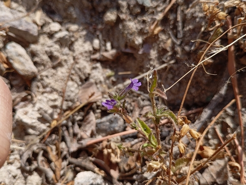 Image of Stemodia durantifolia by (c) Rodolfo Maximiliano Gutiérrez-Sánchez, some rights reserved (CC BY)