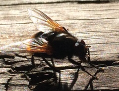 Mesembrina decipiens