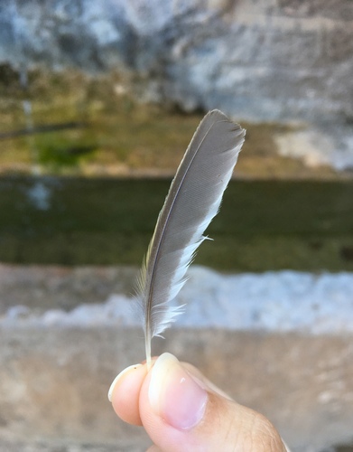 Plume de Bruant zizi