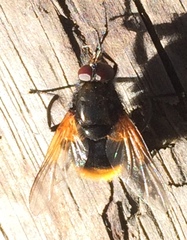 Mesembrina decipiens