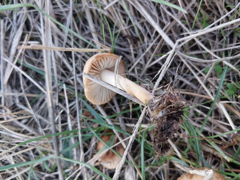 Marasmius oreades · April 2025 · photo: © kiwialli (iNaturalist, cc-by)