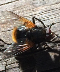 Mesembrina decipiens