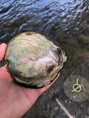 Cyclonaias tuberculata