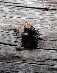 Mesembrina decipiens