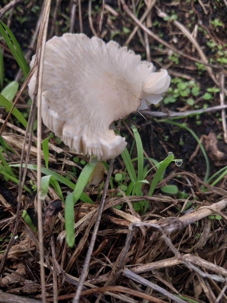 Leucocoprinus leucothites · April 2025 · photo: © kiwialli (iNaturalist, cc-by)