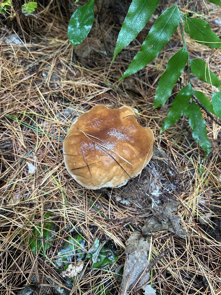 Boletus edulis · April 2025 · photo: © marmalade101 (iNaturalist, cc0)