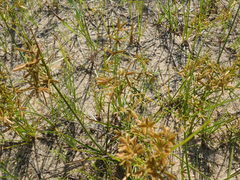 Cyperus dentatus