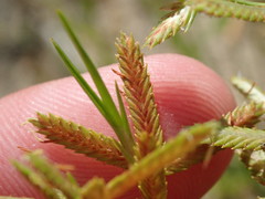 Cyperus dentatus