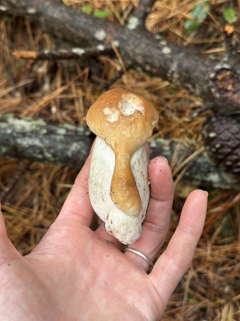 Boletus edulis · April 2025 · photo: © marmalade101 (iNaturalist, cc0)