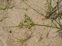 Cyperus dentatus