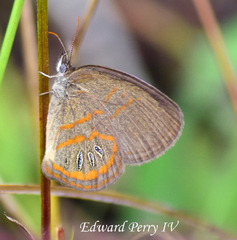 Neonympha areolatus