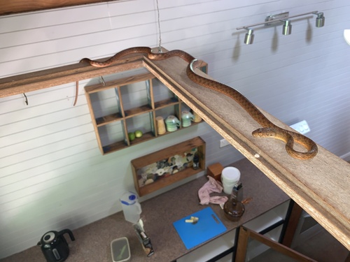 Brown Tree Snake sighting