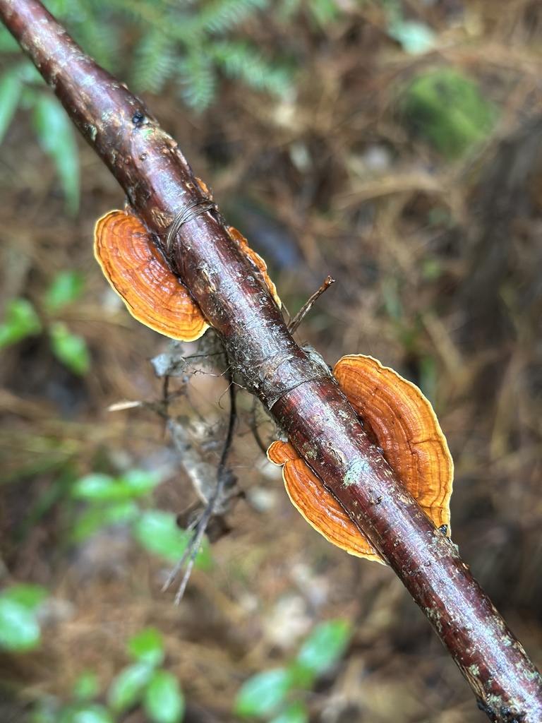 Stereum ostrea · April 2025 · photo: © marmalade101 (iNaturalist, cc0)