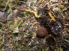 Elaphomyces muricatus