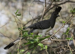 Corythaixoides leucogaster