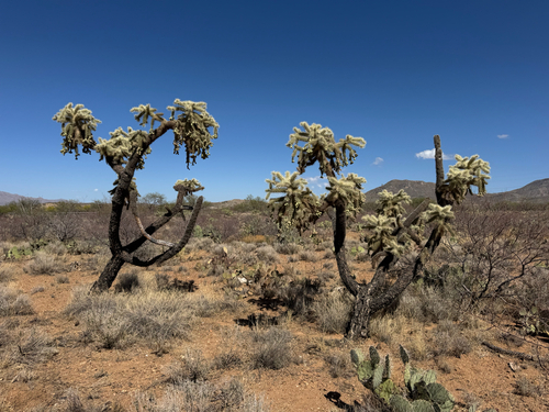 Cylindropuntia fulgida