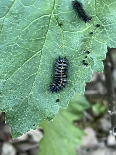 iNaturalist observation photo of Euphydryas