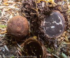 Elaphomyces muricatus