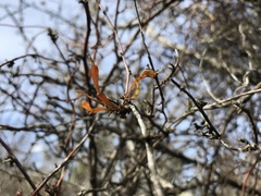 Korthalsella clavata