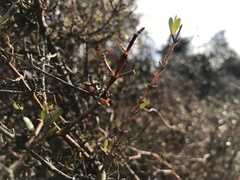 Korthalsella clavata