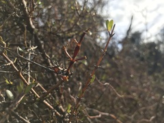 Korthalsella clavata