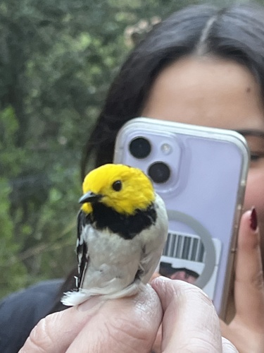 iNaturalist observation photo of Hermit Warbler