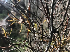 Korthalsella clavata