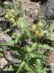 Cirsium parryi
