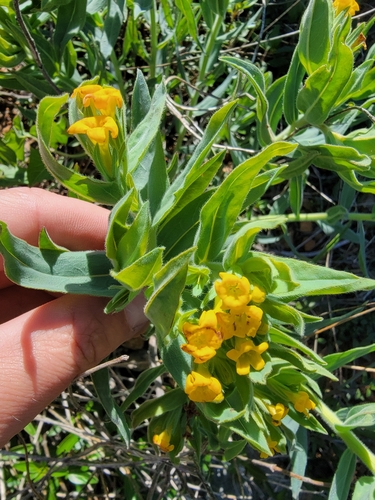 Image of Lithospermum californicum by (c) Colin J Pryor, some rights reserved (CC BY)