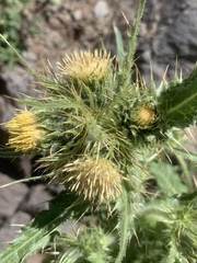 Cirsium parryi