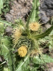 Cirsium parryi