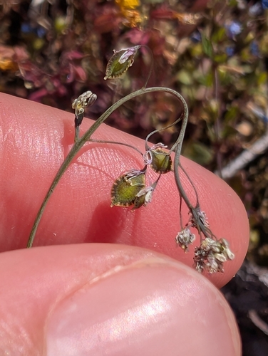 Image of Thysanocarpus curvipes by (c) Simone Littledale, some rights reserved (CC BY)