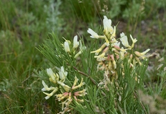 Astragalus pectinatus