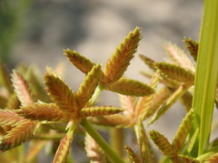 Cyperus dentatus