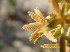 Cyperus dentatus