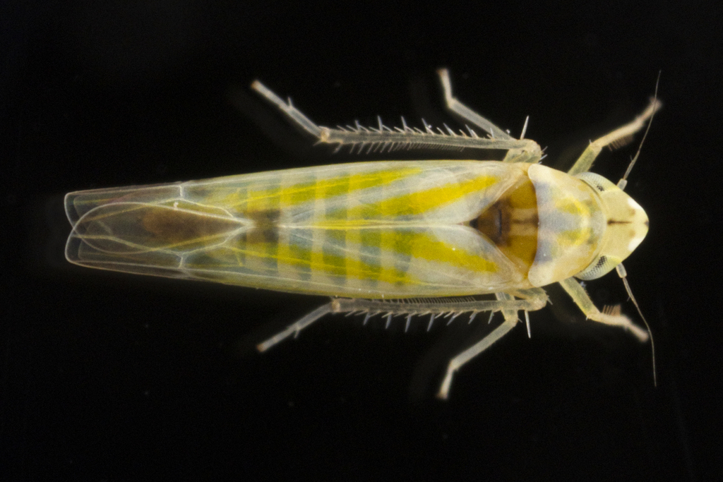 Zyginama tripunctata