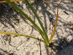 Cyperus dentatus