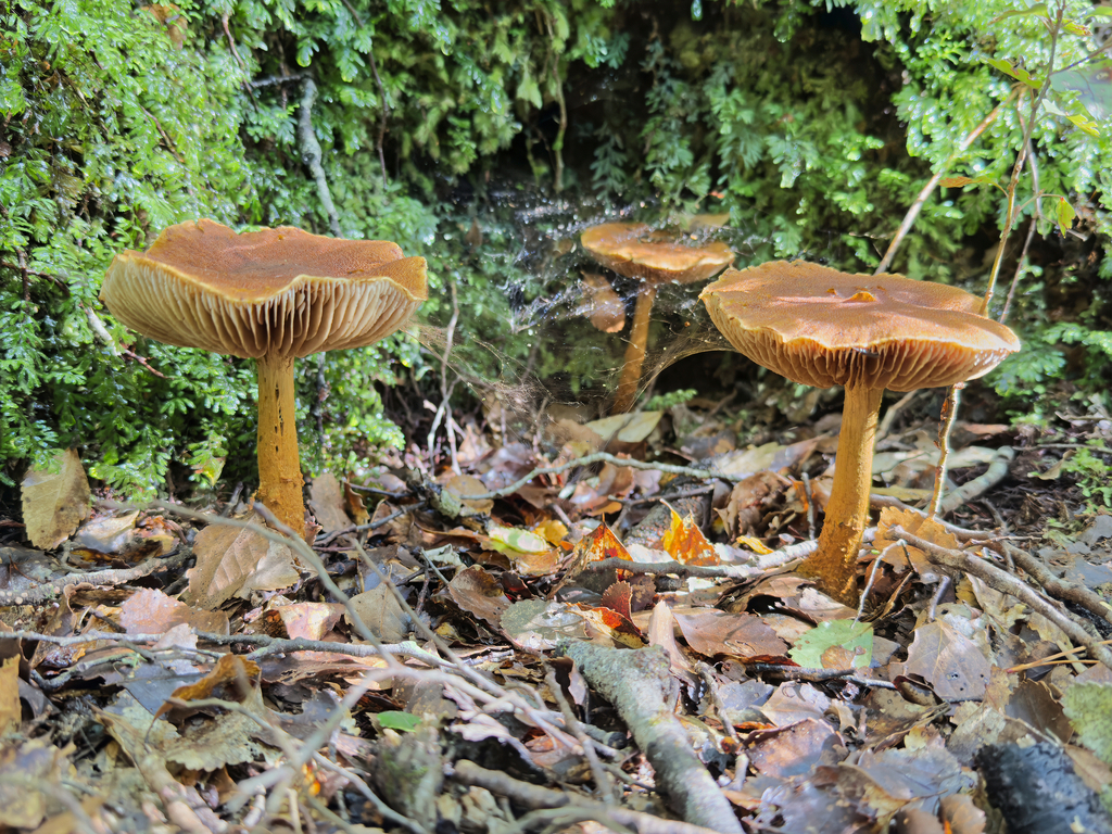 Thaxterogaster castoreus · April 2025 · photo: © jeremy_rolfe (iNaturalist, cc-by)