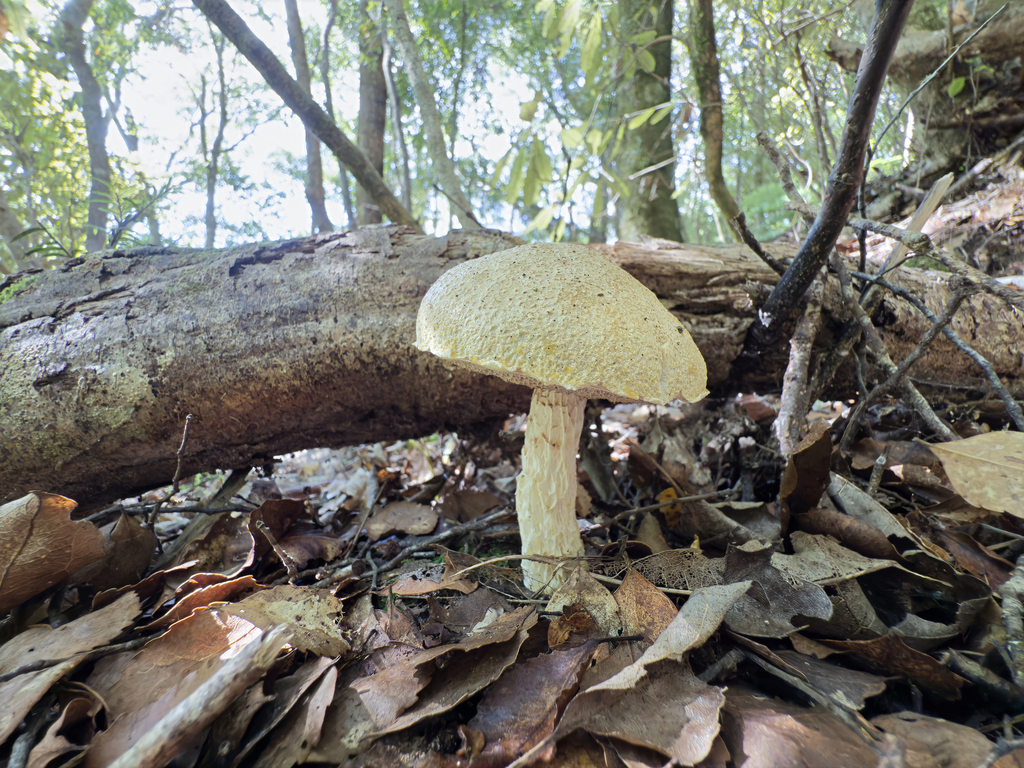 Austroboletus niveus · April 2025 · photo: © jeremy_rolfe (iNaturalist, cc-by)