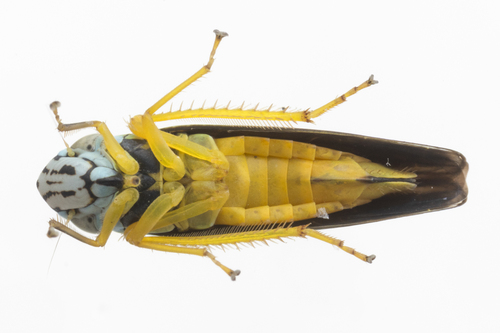 Blue-green Sharpshooter