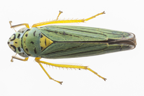 Blue-green Sharpshooter