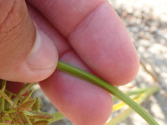 Cyperus dentatus