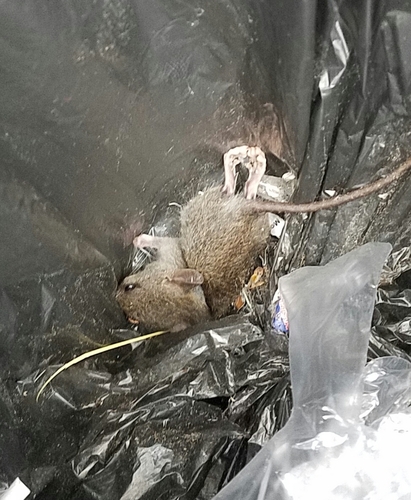 Muridae