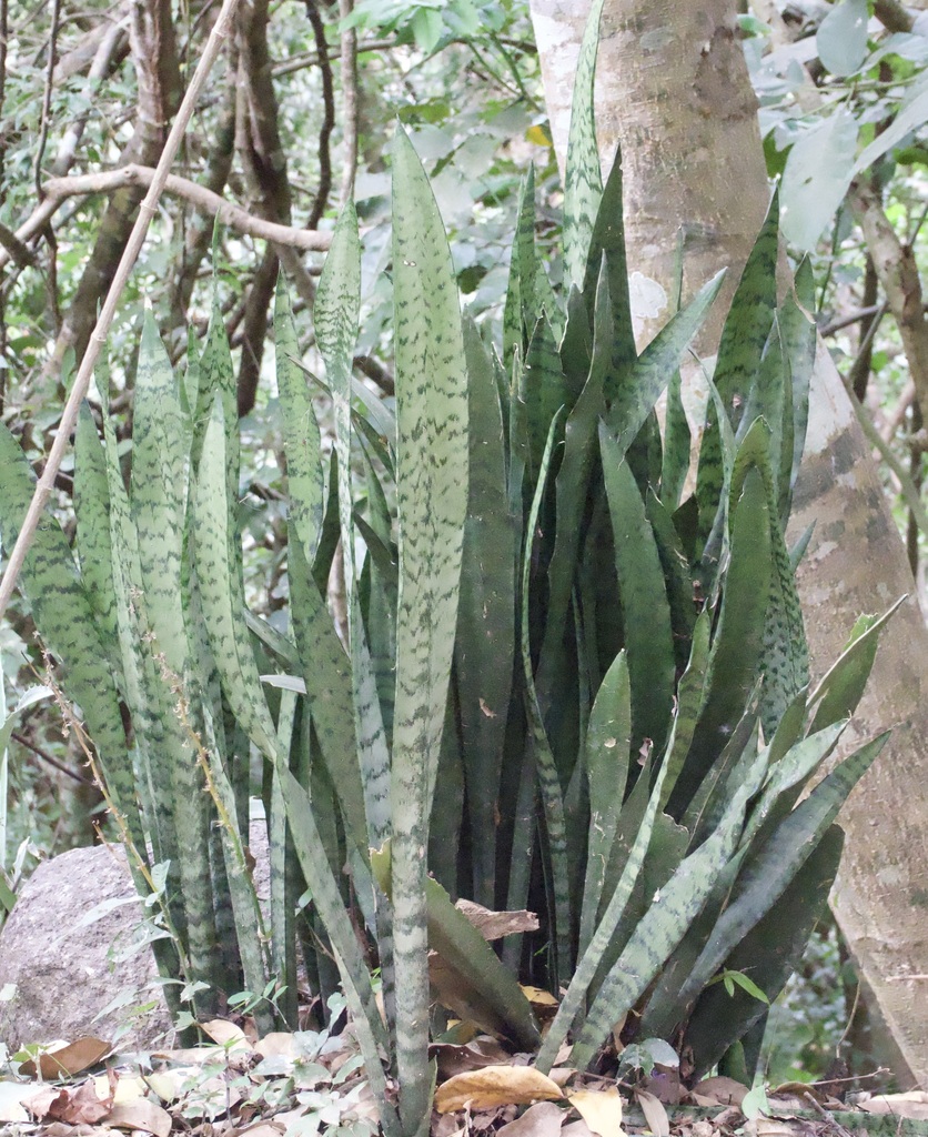 Sansevieria trifasciata