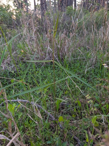 Image of Asclepias lanceolata by (c) Scott Allen Davis, some rights reserved (CC BY)