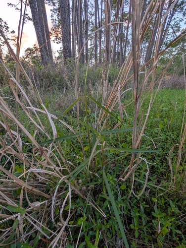 Image of Asclepias lanceolata by (c) Scott Allen Davis, some rights reserved (CC BY)